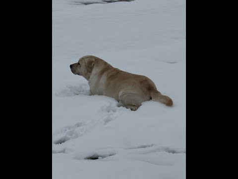 Don and Diane Shipley LIVE - February 16th at 1800 EST Thumbnail