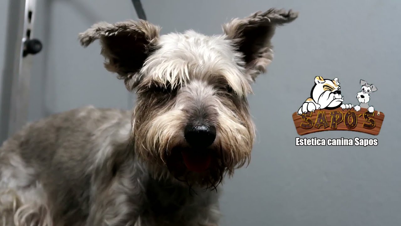 Como cortarle el pelo a un Schnauzer tutorial