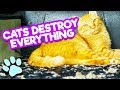 Cats Destroy Everything Funny Curious Cat Fails Compilation Thatpetlife