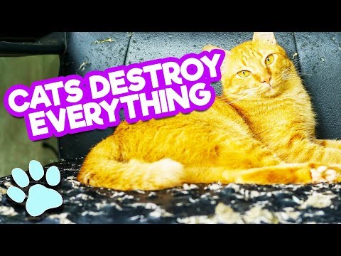 Cats Destroy Everything! | Funny Curious Cat Fails Compilation | #thatpetlife