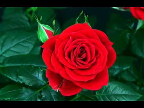 Nice Rose Nasrin.shakira.i love you.da