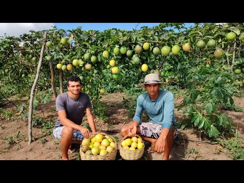 how to plant passion fruit // our way of planting, tips and more