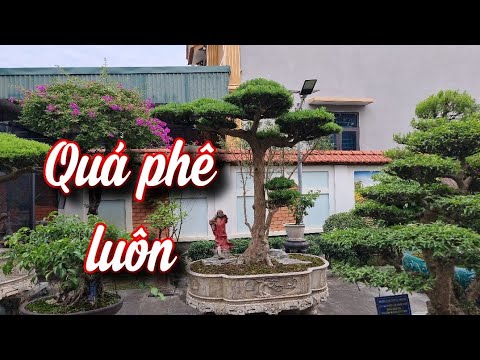 SH.6572. Ngắm mãi không chán cặp Tùng La Hán của ông Lê văn Thiêm Thanh Hóa.Đth liên hệ 0912.031.256