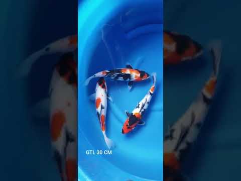 Ikan koi showa bulky 30 for sale #shorts