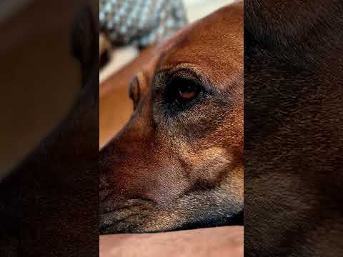 La anécdota de Mayte Rodríguez y su perrita Kenia