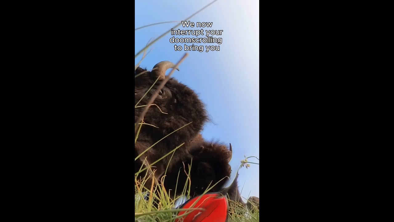 A Bison Boop!