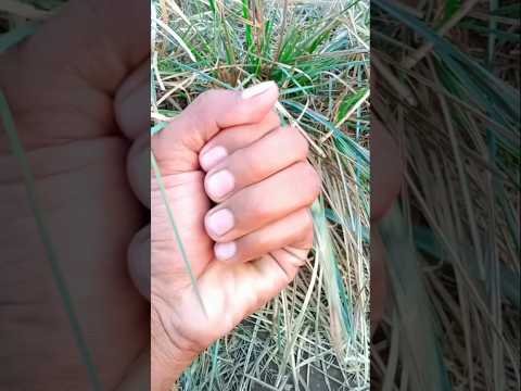 Beautiful insect #jwildlifetv