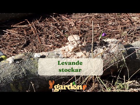 Live logs - Gardenhacks by GardenR