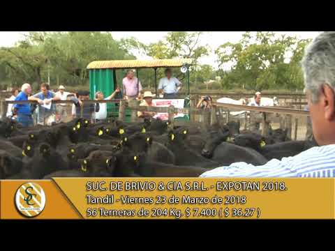 23-03-18 Venta de Hembras - Suc. de Brivio & Cia S.R.L. EXPOTAN 2018 - Tandil