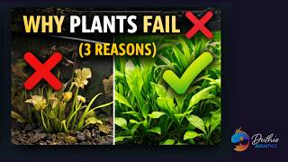 Video 1 trigger image