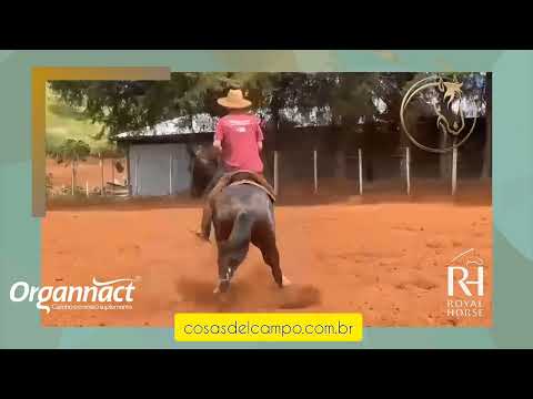 Egua domada mansa é a toda prova 