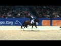KWPN Stallion Johnson At Stallion Keuring Feb 2012