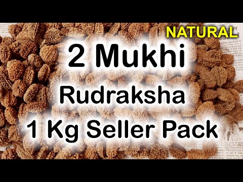 1 kg natural 2 mukhi rudraksha two mukhi rudraksha do mukhi ...