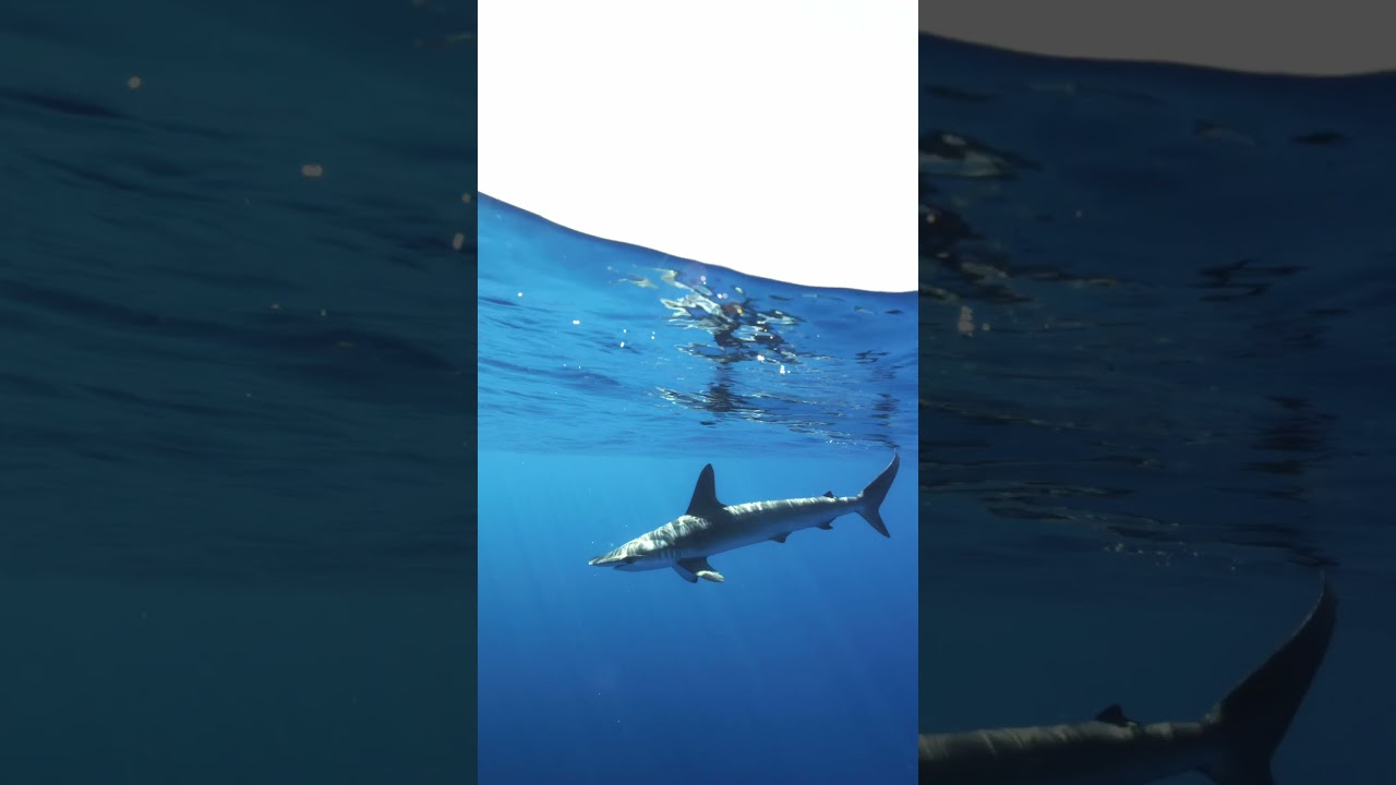 The Remarkably Versatile Smooth Hammerhead