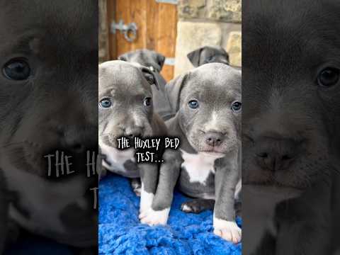 Huxley the Quality Control Puppy! Blue Staffy Bed Tester 🛏️💙