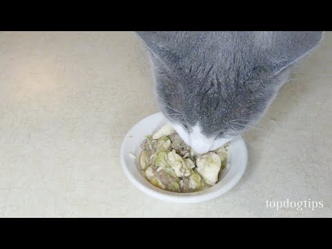 Cheap Homemade Cat Food Recipe