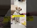 He Angry Ears Are Turned Over Amazing Creatures Shorts