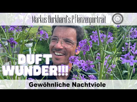 SCHMETTERLINGSmagnet & FLEDERMAUSbar! ➡️ Die Gewöhnliche Nachtviole - Hesperis matronalis