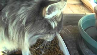 je mange laissez moi tranquille !!!!