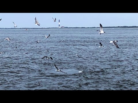 Crazy Bluefish BLITZ!! Fluke too!! Surf Fishing Long island