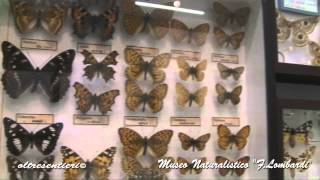 preview picture of video 'Stradella Museo Naturalistico e museo della Fisarmonica'