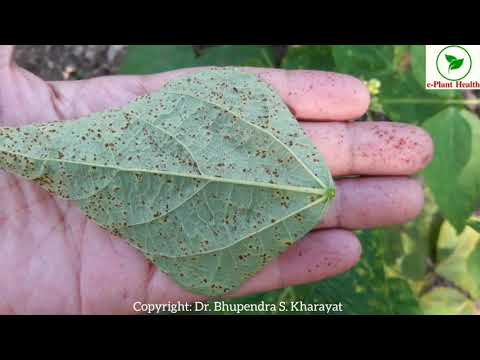 a diftillobothriasis középkorú kezelése emberi belfereg elleni gyogyszer