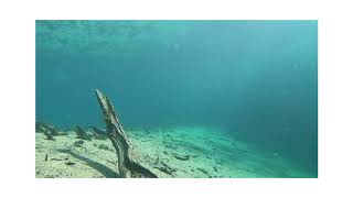 preview picture of video 'SCUBA Diving Morrison Springs 9.19.2018'