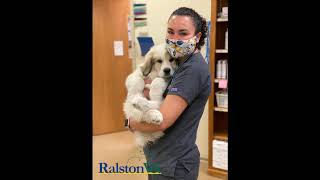 Pets inside Ralston Vet