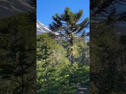 🌋 ¡Impresionante Volcán Lanín desde el sector Puesco! | Parque Nacional Villarrica 🇨🇱