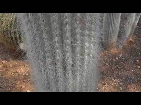 Cabeza de viejo: Cephalocereus senilis (www.riomoros.com)