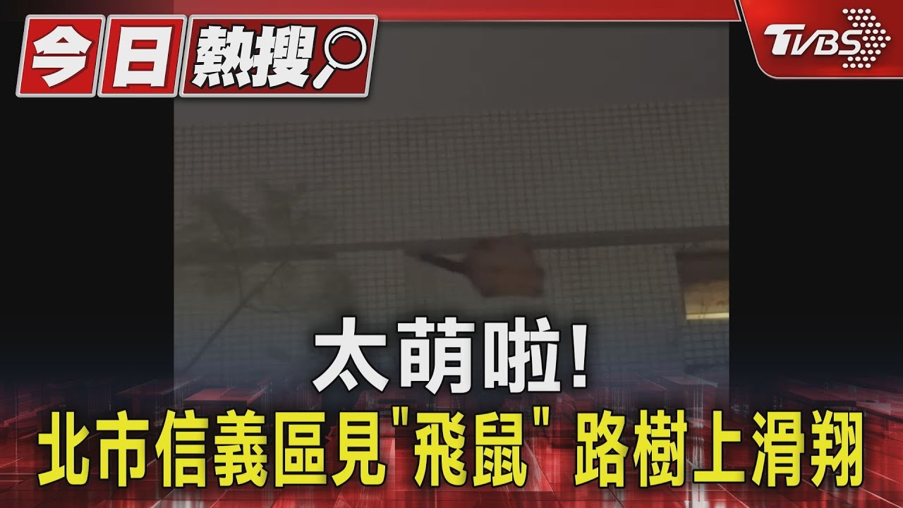 太萌啦！ 北市信義區見「飛鼠」　路樹上滑翔