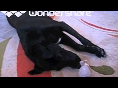 Vafa Animal Shelter - Iran - Playtime!