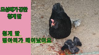 #병아리 태어났습니다 #모성애가 강한 청계닭