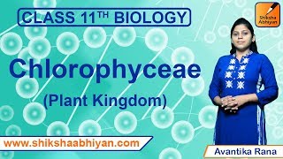 Chlorophyceae | Plant Kingdom | CBSE Class 11 Biology
