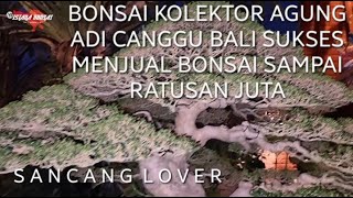 Download lagu BONSAI KOLEKTOR AGUNG ADI CANGGU BALI SUKSES MENJUAL BONSAI SAMPAI RATUSAN JUTA mp3