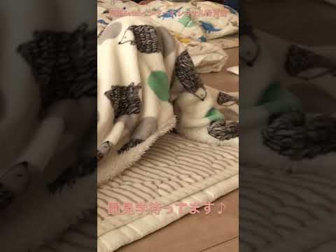 お昼寝タイム😴