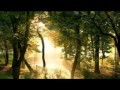 СКАЗОЧНОЕ УТРО В ЛЕСУ 