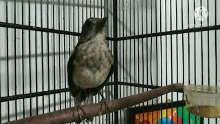 Download lagu kacer trotol paud// pancingan kacer pasti nyaut dalam sekejab// 100% nyaut mp3