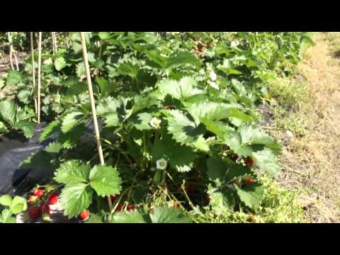 Strawberry breeding - Vescana hybrid