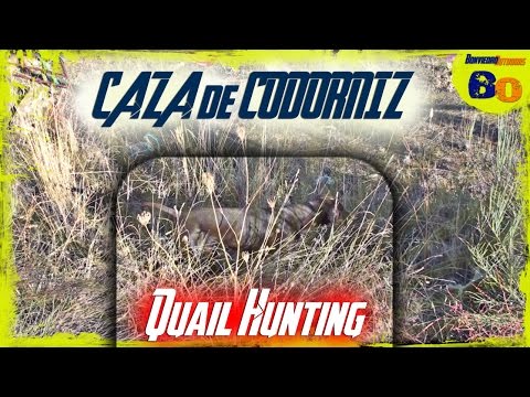 CAZA de CODORNIZ con PERRO en MEDIA VEDA #3 | QUAIL HUNTING with DOG | 2016 | HD