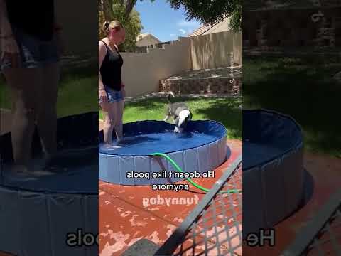 😅 Funny dog videos#dogs #foryou #Funny animals #funnypets