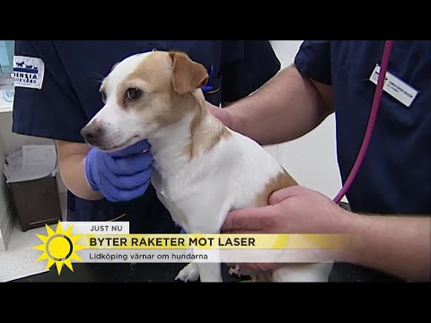 Hundarnas räddning? Kommuner byter raketer mot laser - Nyhetsmorgon (TV4)