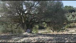 Sarıulak zeytin ağacı budaması tarsus kaya dibi köyü.