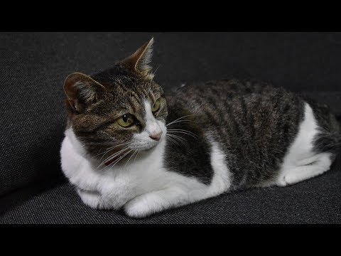How to Care for Manx Cats - Protecting Your Manx’s Health