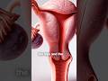 3D Animation Of Female Reproductive System
