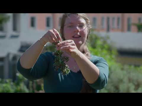 DOST: Wilder Oregano aus dem Garten – Würzig, antiviral & bienenfreundlich | Mini Kräuterkunde