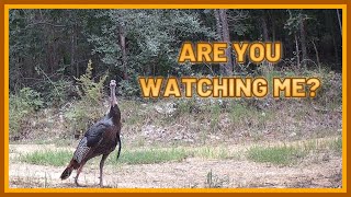 Peaceful Animal Watching - Trail Cam Tuesday - October 28, 2025