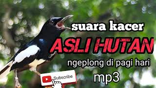 Download lagu SUARA KACER NGEPLONG SANTAI Mp3//kacer ngeplong di pagi hari memancing kacer bahan cepet bunyi🔴🔥 mp3 Download lagu SUARA KACER NGEPLONG SANTAI Mp3//kacer ngeplong di pagi hari memancing kacer bahan cepet bunyi🔴🔥 mp3
