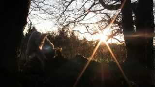 preview picture of video 'Promenade avec mon chien dans un bois'