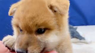 柴犬の動画01